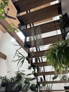 自宅のリビングは植物でいっぱいになりました。