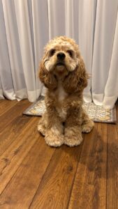 愛犬のブラッシングが日課です！